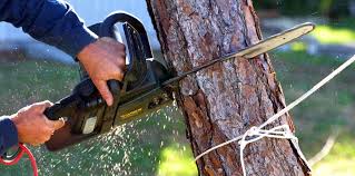 Trusted Silver Springs, FL Tree Services Experts